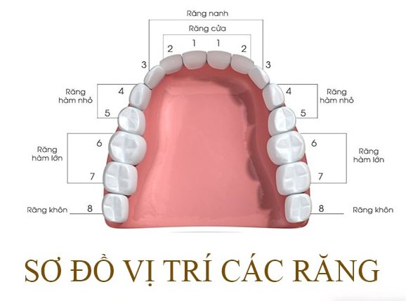 sơ đồ vị trí các răng